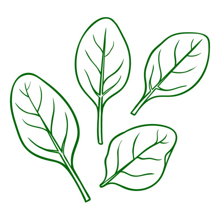 Spinach Thumbnail