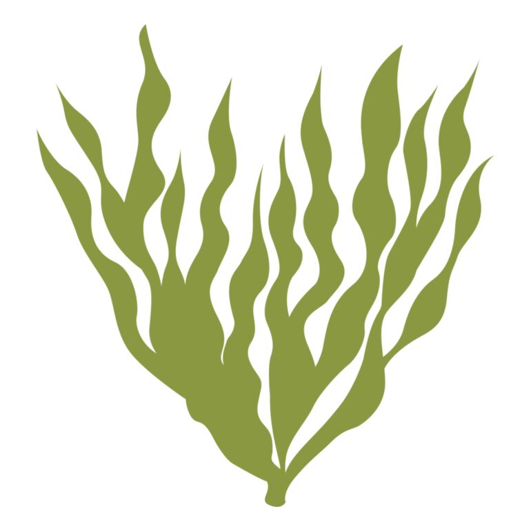 Sea Plants 5 Thumbnail