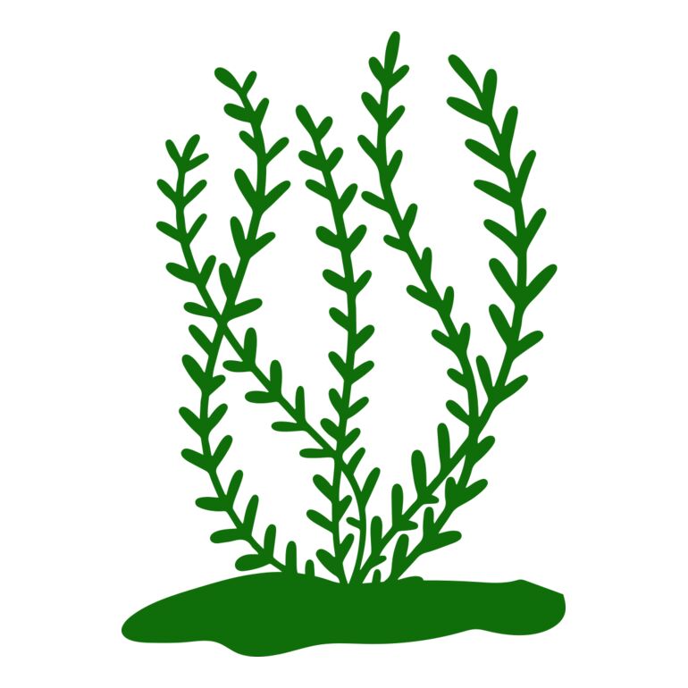 Sea Plants 3 Thumbnail